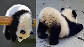 Bébé Panda Mignon | Bebe Panda Drôles | Compilation de bébé panda mignon et droles 2020