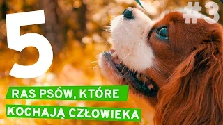 5 RAS PSÓW, KTÓRE KOCHAJĄ CZŁOWIEKA | MOJA LISTA | TAKA KARMA #3