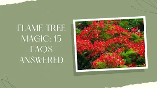 Flame Tree Magic 15 FAQs Answered