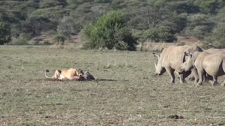 Rhinos investigate a pride of lions on a kill