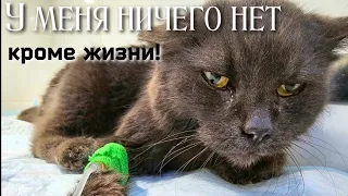 💔Больную кошку выкинули на мороз /она обморозила лапы и плача, ползла за людьми /help save the cat