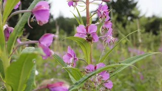 How To Harvest & Process Fireweed