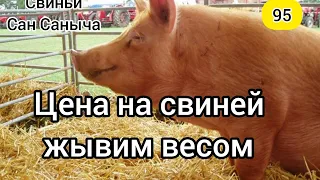 Свинной рынок. Цени на свиней жывим весом