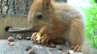 Бельчонок и кормушка / Little squirrel and the feeder