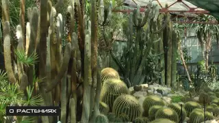 Кактусовая оранжерея в Никитском Ботаническом саду.  СКОРО