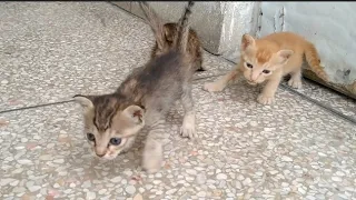 Orphan Kittens Searching Mother Cat Meowing And Crying Loudly