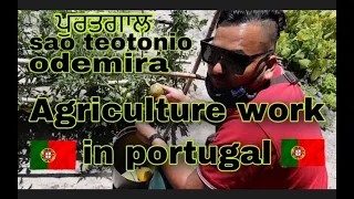 Agriculture Work In Portugal (Beja district)