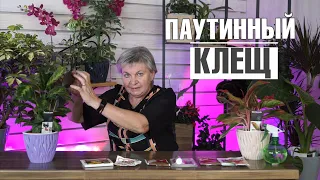 ОСТОРОЖНО!! КОМНАТНЫЕ РАСТЕНИЯ В ОПАСНОСТИ  ✔️ ПАУТИННЫЙ КЛЕЩ - КАК БОРОТЬСЯ ?