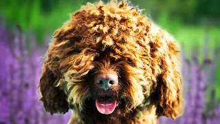 Barbet Dogs 101 - Top Pros and Cons of Owning the Barbet