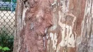 Vandalized girdled maple tree is still alive