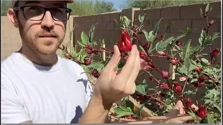 Roselle Hibiscus Jam from Start to Finish