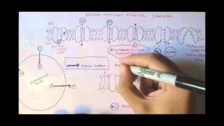 Nervous System - Resting Membrane Potential