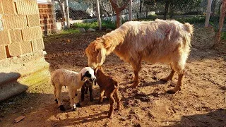 Aydın'da Keçi Kuzu Doğurdu Tüm Köy Şaşkın