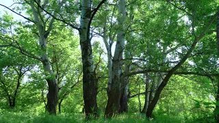 Свежесть Леса, Звуки Природы, Утреннее Пение Птиц в Лесу, Живая Природа 4К