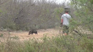 South Texas Javelina Bow Hunt