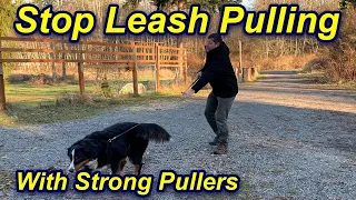 Stop Your Dog's Leash Pulling and Walk Beside You