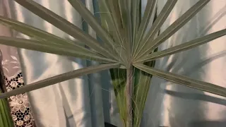 Bismarckia Nobilis prefers growing indoors