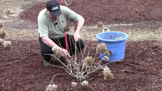 How To (or Should You ? ) Prune Hydrangeas in Early Spring