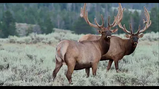 Wildlife Photography -Bull Elk in Velvet at Dawn-8K-with bugling sound-Jackson Hole/Grand Teton Park