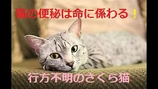 【猫の便秘は命に関わる】キラちゃん不在６日😥辛いです、、
