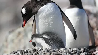 Gentoo Penguins: Tiny Chicks