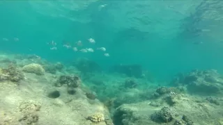 POV Snorkeling Hawaii