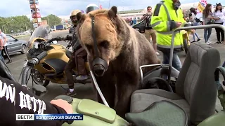 Вчера по улицам Вологды на мотоцикле прокатился медведь