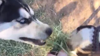 A horse and his husky best friend chomp on tasty hay together