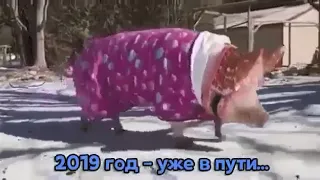 2019 год-уже в пути 2019 год свинья