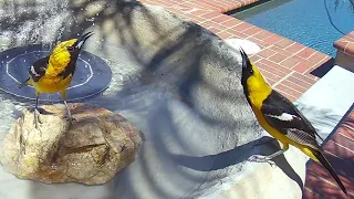 Hooded Oriole Call