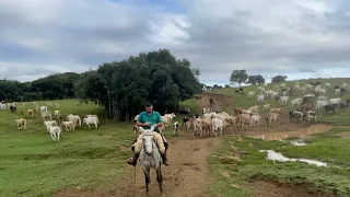 PROCURANDO 250 CABEÇAS DE GADO - CURITIBANOS