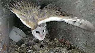 Day 34---Barn Owls | Sleeping Owls are the cutest