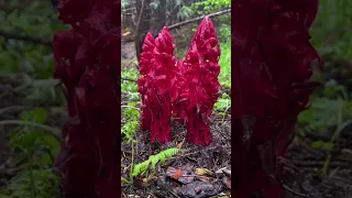 Mushroom Hunting In California