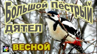 🌳🐦 Большой Пёстрый Дятел в весеннем лесу. Дикая природа