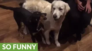 Working dog thinks Golden Retriever is sheep, tries to herd him