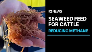 Seaweed farm aims to reduce livestock methane emissions | ABC News