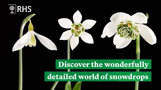 Discover the detailed and diverse world of snowdrops | The RHS