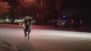 Authorities, local cowboy corral bull or cow that was running loose in Cooper City