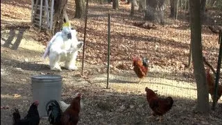 STUPID CHICKEN MONSTER - CAUGHT ON TAPE