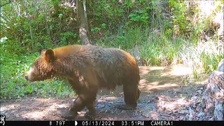 bear and cub 13May2024