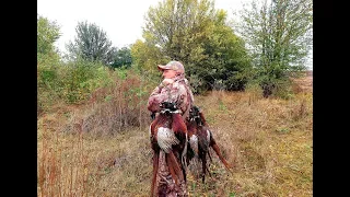 Чумовое открытие охоты на фазана 2019, часть 1,  pheasant hunting