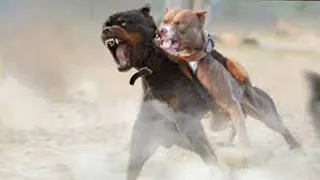 American Pitbull Vs Rottweiler Comparison | Rottweiler vs Pitbull In a Real Fight - PITDOG