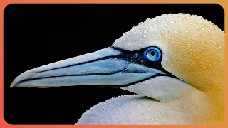 The Gannet: Britain’s Biggest Seabird | Gannets | Real Wild