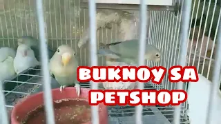 buknoy sa petshop