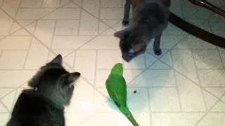 Cats vs Indian ringneck Jolene!! No Fear!!