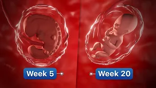 9 Months In The Womb | Pregnancy Week-By-Week