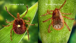 Can medical professionals correctly identify different types of ticks?