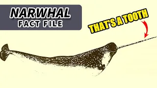 Narwhal Facts: that horn is a TOOTH | Animal Fact Files