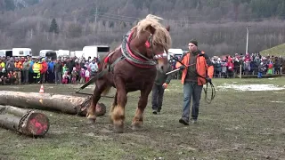 Naiki, sedemnáste miesto v ťažkom ťahu (Kľačianská podkova 2020)