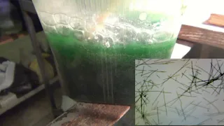 Культура спирулины / culture of spirulina (Arthrospira)